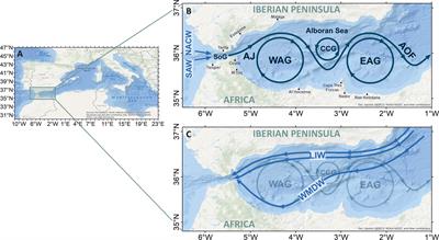 The Alboran Sea circulation and its biological response: A review